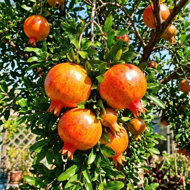 Fruits du Punica granatum Mollar de Elche