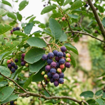 Fruits de l'Amelanchier alnifolia GreatBerry Fruity