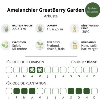 Caractéristiques de l'Amelanchier alnifolia GreatBerry Garden