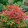 Nandina domestica Blush Pink