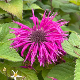 Fleurs de la Monarda Bee Free