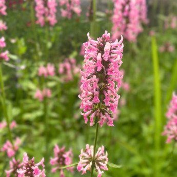 Fleur du Stachys officinalis Pink Cotton Candy