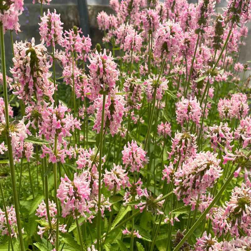 Floraison du Stachys officinalis Pink Cotton Candy