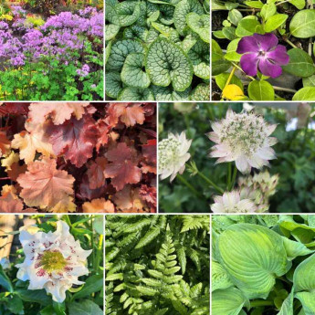 Box Massif plantes d'ombre