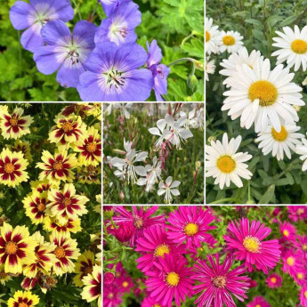 Box Jardin anglais