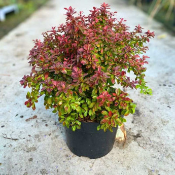 Berberis thunbergii Admiration en pot de 3-4 L