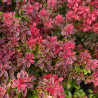Berberis thunbergii Admiration