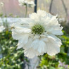 Scabiosa caucasica Perfecta Alba