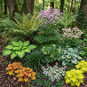 Box Massif plantes d'ombre