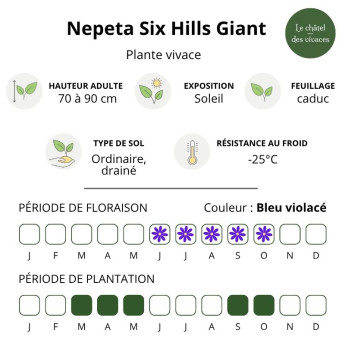 Caractéristiques de la Nepeta faassenii Six Hills Giant