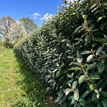Haie d'elaeagnus ebbingei