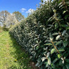 Lot de 10 Elaeagnus ebbingei – Haie persistante de 10 m