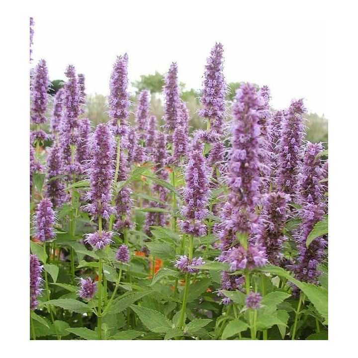 Touffe de l'Agastache Blue Fortune en fleur