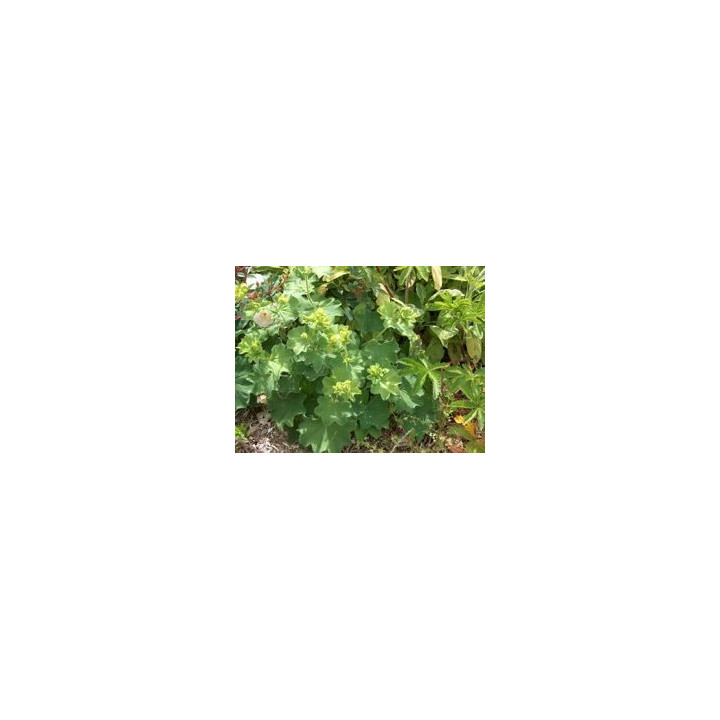 Alchemilla mollis