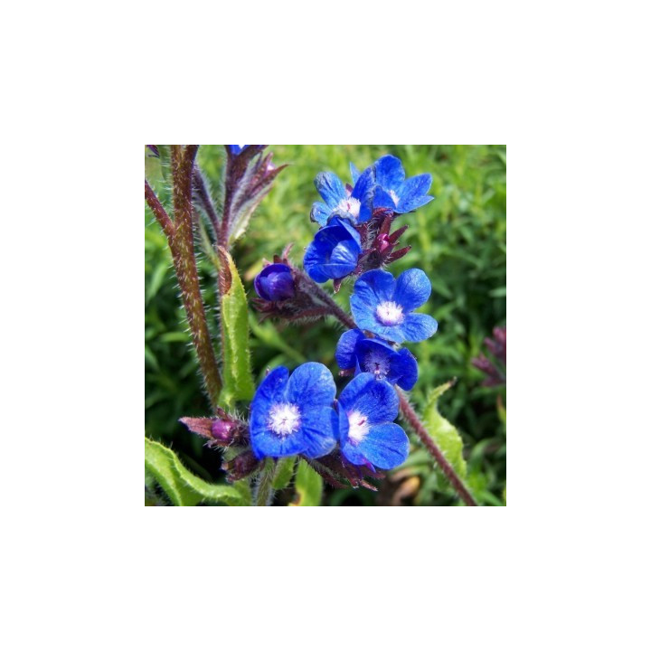Anchusa azurea Loddon Royalist