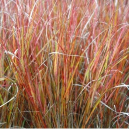 Anemantle lessoniana