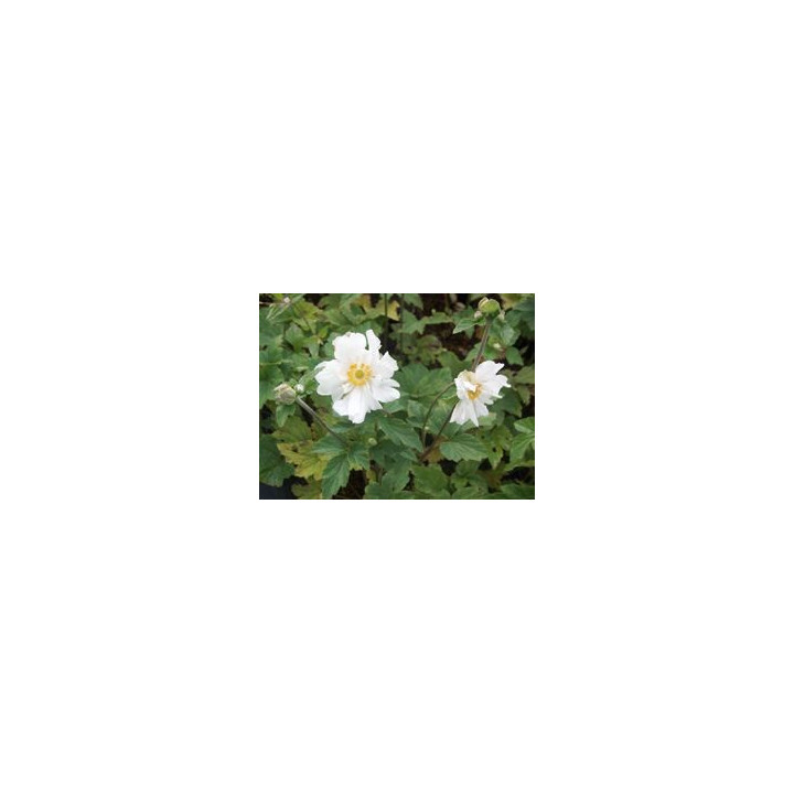 Fleurs d'Anemone x hybrida Whirlwind pris dans notre pépinière du Loiret