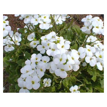 Arabis alpina caucasica