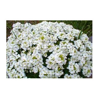 Arabis alpina caucasica