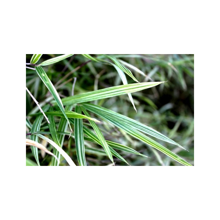 Bambou - Arundinaria chino Elegantissima