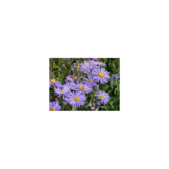 Aster amellus Dr Otto Petscheck