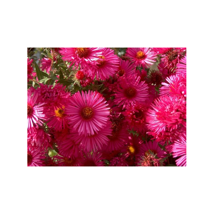 Aster novae-angliae Andeken an Alma Pötschke