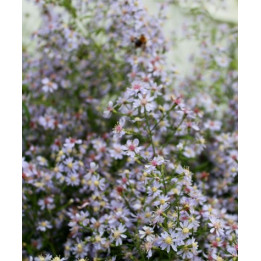 Aster cordifolius Ideal