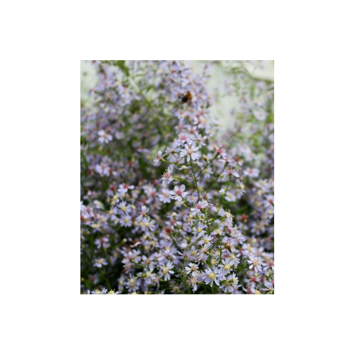 Aster cordifolius Ideal
