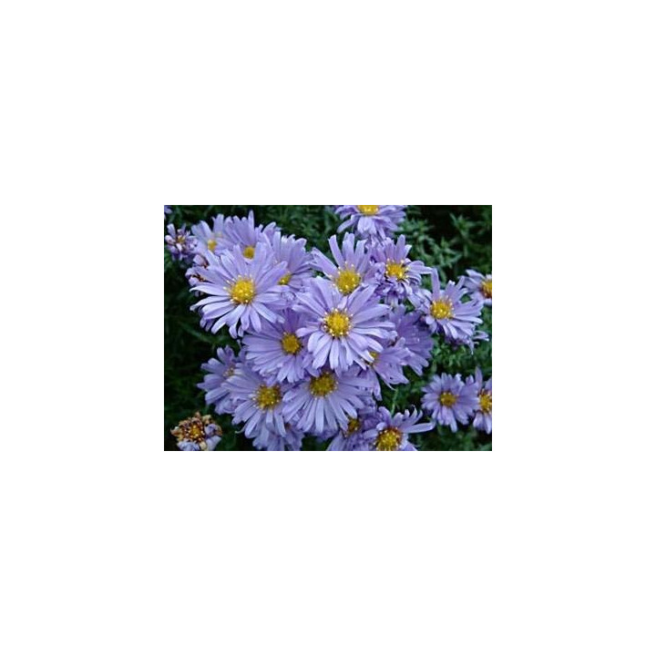 Aster dumosus Lady in blue