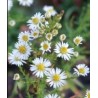 Aster cordifolius Silver Spray