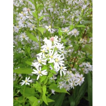 Aster cordifolius Silver Spray Aster cordifolius Silver Spray