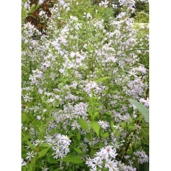 Aster cordifolius Silver Spray Aster cordifolius Silver Spray