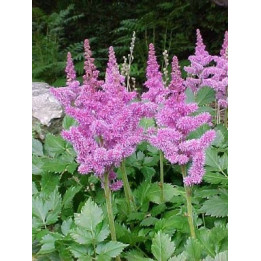 Astilbe chinensis Vision in Pink