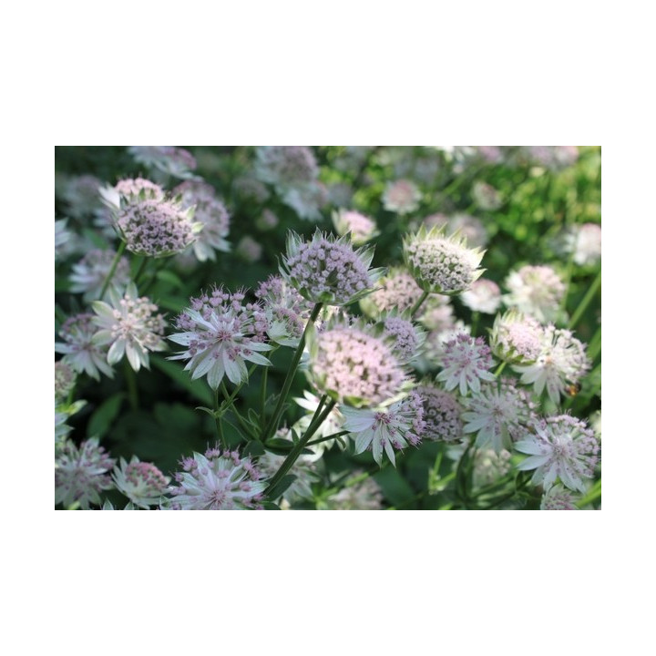 Astrantia Buckland