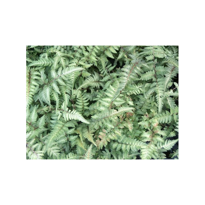 Athyrium niponicum Metallicum