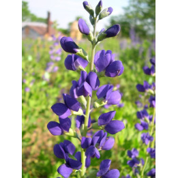 Baptisia australis