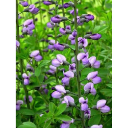 Baptisia Purple Smoke