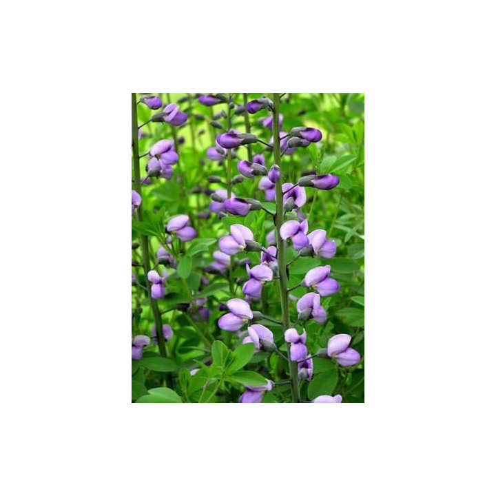 Baptisia Purple Smoke