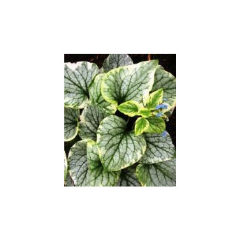Brunnera macrophylla Kings Ransom Brunnera macrophylla Kings Ransom