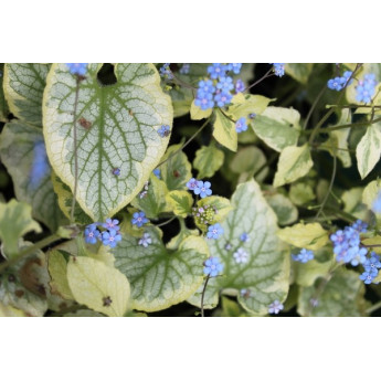 Brunnera macrophylla Kings Ransom Brunnera macrophylla Kings Ransom