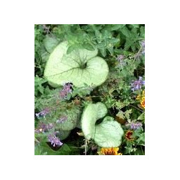 Feuille de Brunnera macrophylla Looking Glass