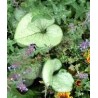 Brunnera macrophylla Looking Glass