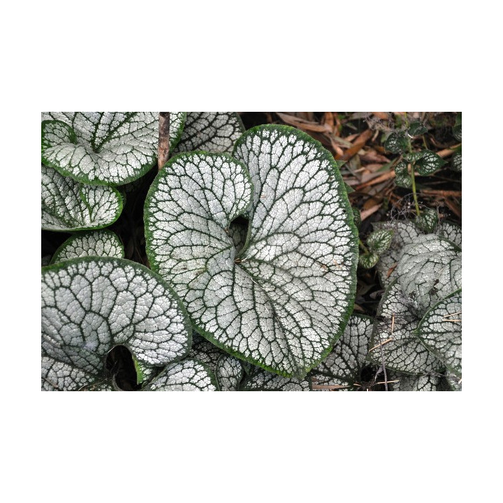 Gros plan de la feuille de Brunnera macrophylla Sea Heart argenté aux nervures vertes
