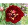 Paeonia « Buckeye belle »