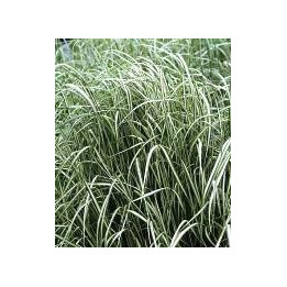 Calamagrostis x acutiflora Avalanche