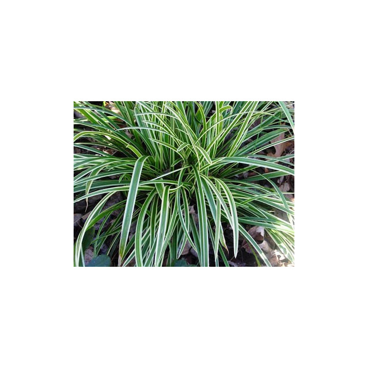 Carex morrowii Ice dance