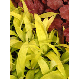 Carex siderosticha Lemon Zest