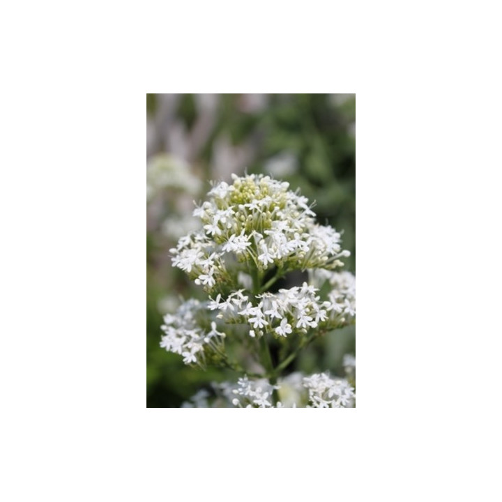 Centranthus ruber Albus