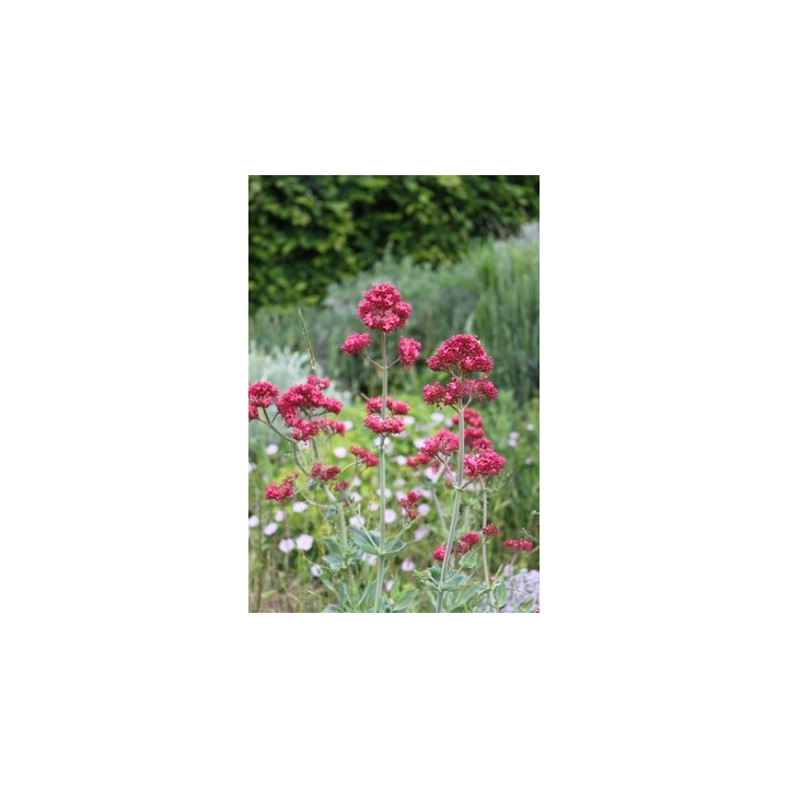 Centranthus ruber Coccineus