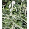 Chasmanthium latifolium River Mist
